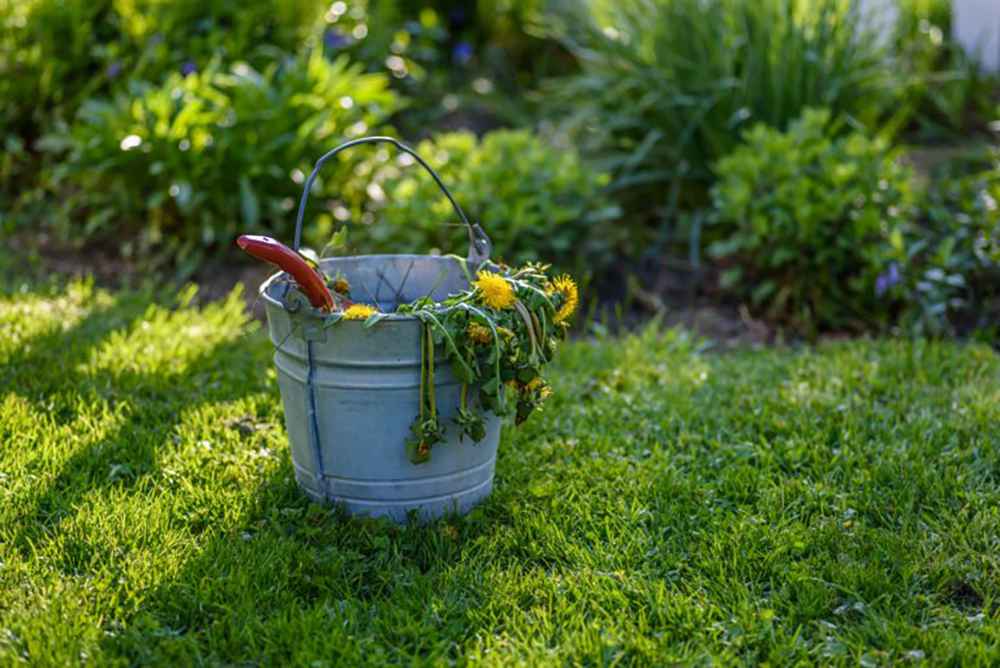 SIX BEST TIPS FROM A LAWN CARE SPECIALIST FOR GETTING RID OF WEEDS