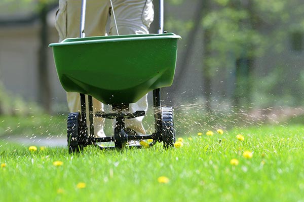 How to fertilize your lawn like the experts do
