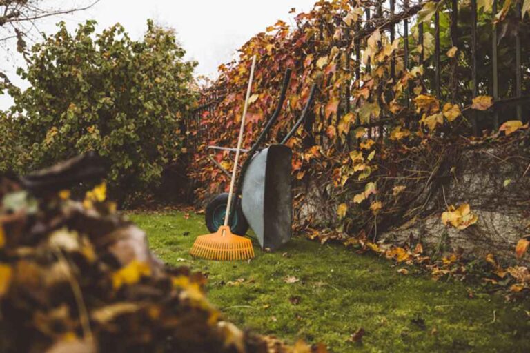 lawn care in the fall